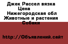 Джек Рассел вязка › Цена ­ 3 000 - Нижегородская обл. Животные и растения » Собаки   